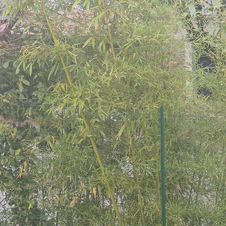 Il Giglio Πανσιόν